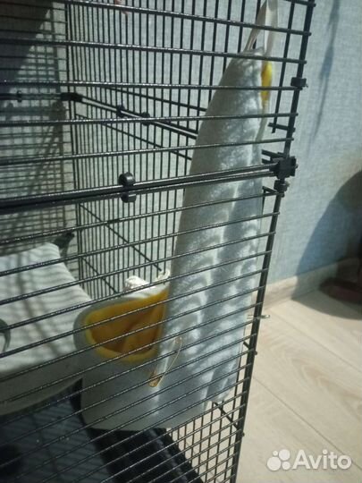 Гамак для крыс