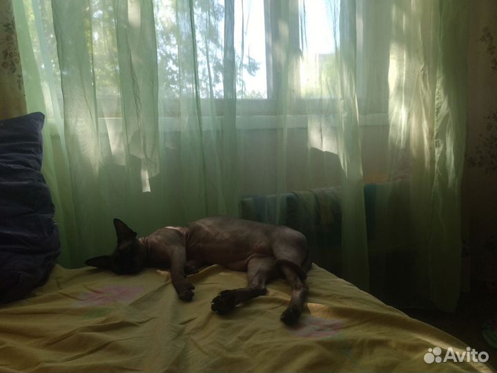 Канадский сфинкс котенок