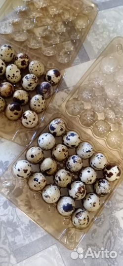 Перепелиные яйца