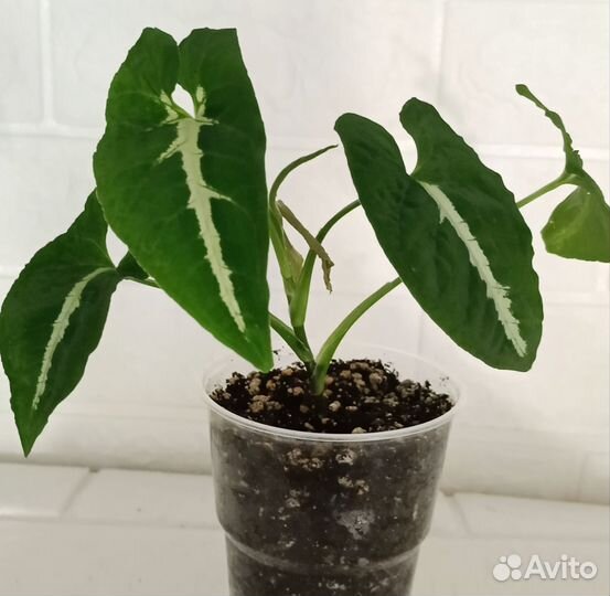 Сингониумы сортовые