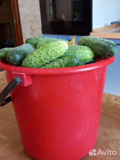 Огурцы свежие 5 литров