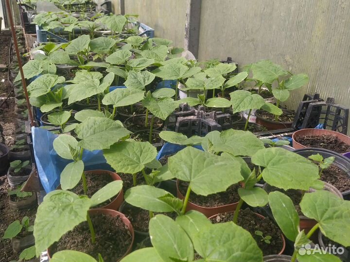 Рассада огурцов
