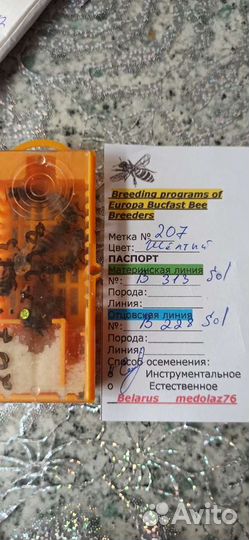 Пчеломатки Бакфаст