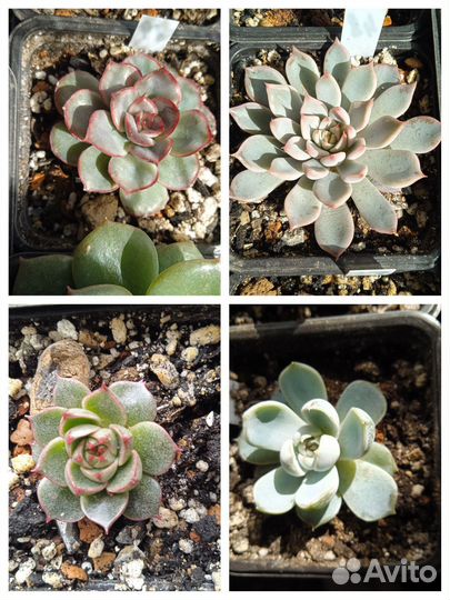 Суккуленты - листики, листовые детки, срезы