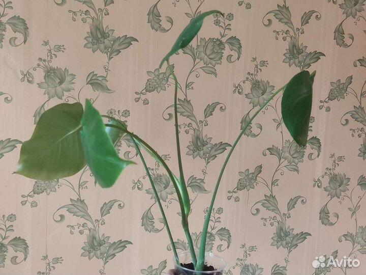 Монстера лакомая