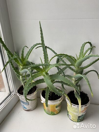 Алоэ лечебный