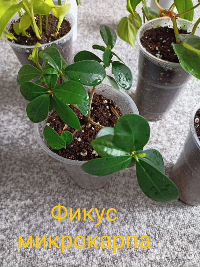 Черенки комнатных растений