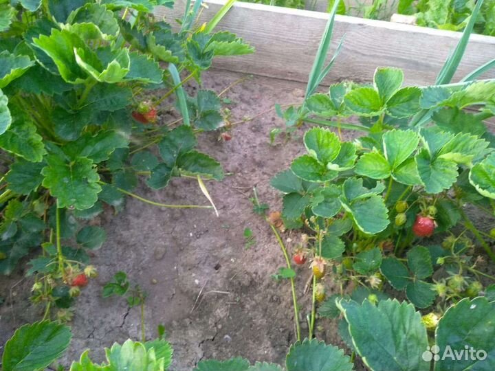 Саженцы Земклуники Пенелопа и Купчиха