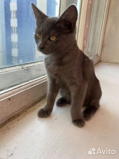 Отдам в добрые руки котенка девочку