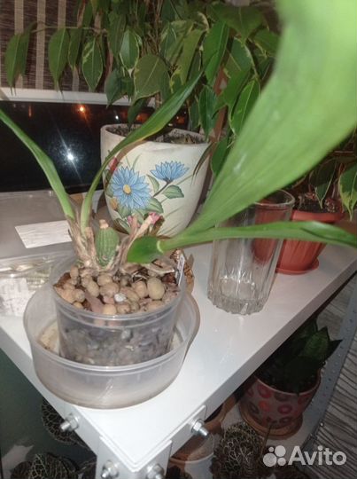 Орхидея Зигопеталум Лусендорф