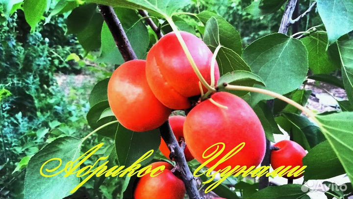 Абрикос Цунами /Tsunami/ Двухлетние саженцы