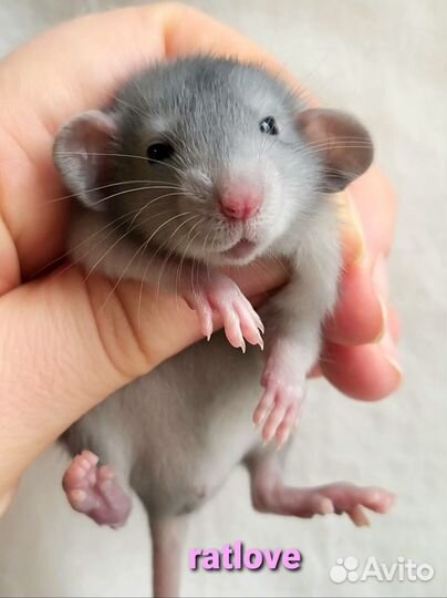 Крысята голубые дамбо