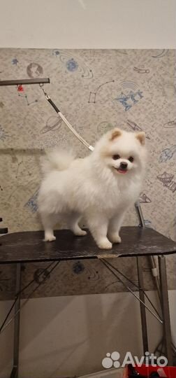 Стрижка собак и кошек. Груминг Курортный р-н