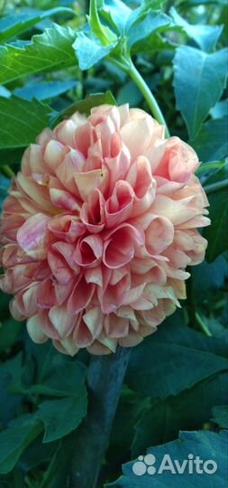 Растения цветы для сада