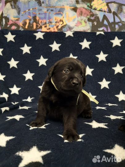 Щенки лабрадора