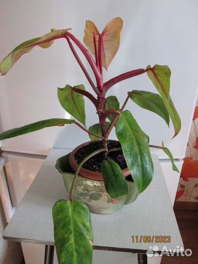 Комнатные растения цветы