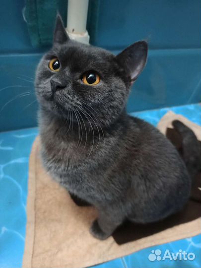 Британец котик в добрые руки