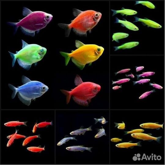 Аквариум, растения, рыбки