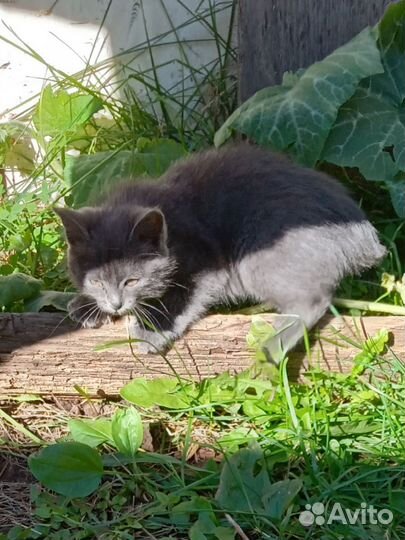 Котенок девочка