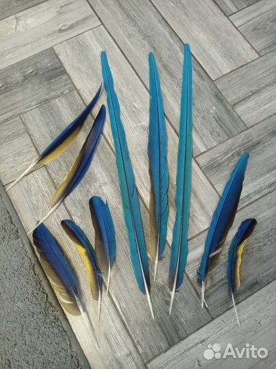 Перья для творчества