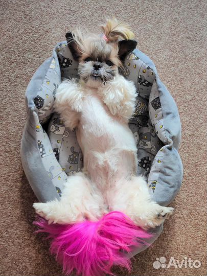 Передержка собак мелких и средних пород