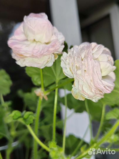 Сортовая,розебудная,зональная пеларгония