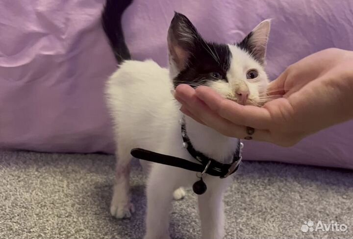 Котенок