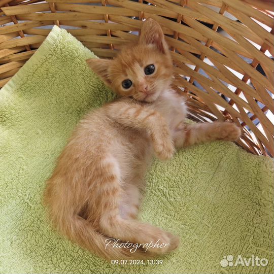 Котенок рыжуля 2 мес. Девочка. В добрые руки