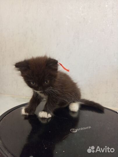 Шотландские вислоухие котята