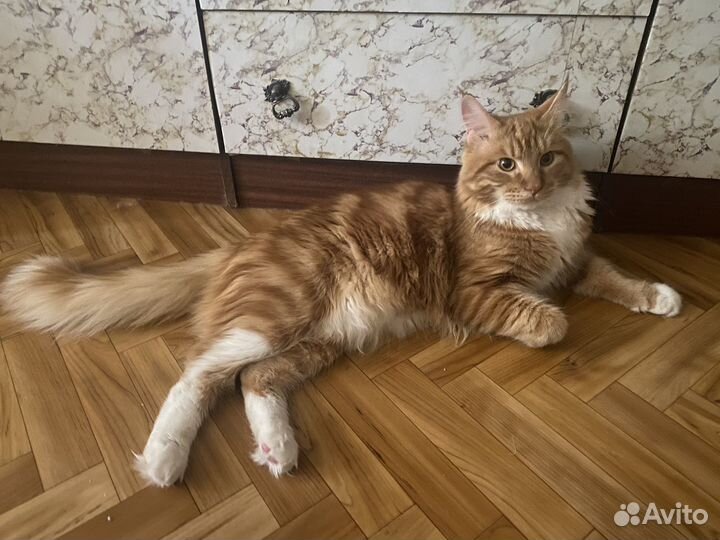 Котик мейн-кун вязка