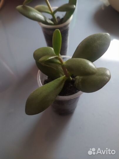 Денежное дерево толстянка