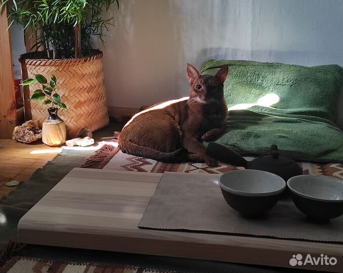 Абиссинский кот