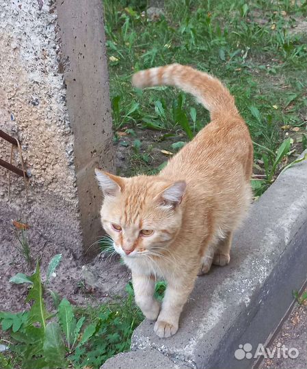 Кот ищет дом