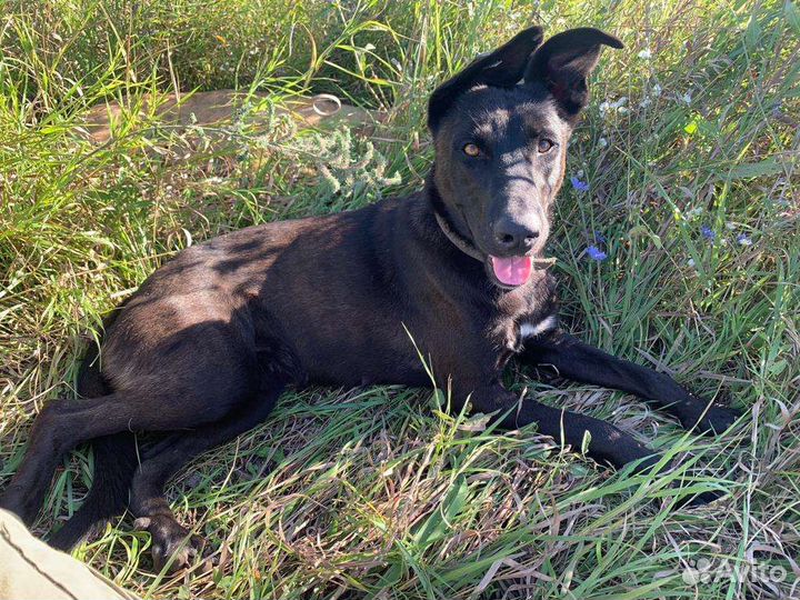 Отдам в добрые руки