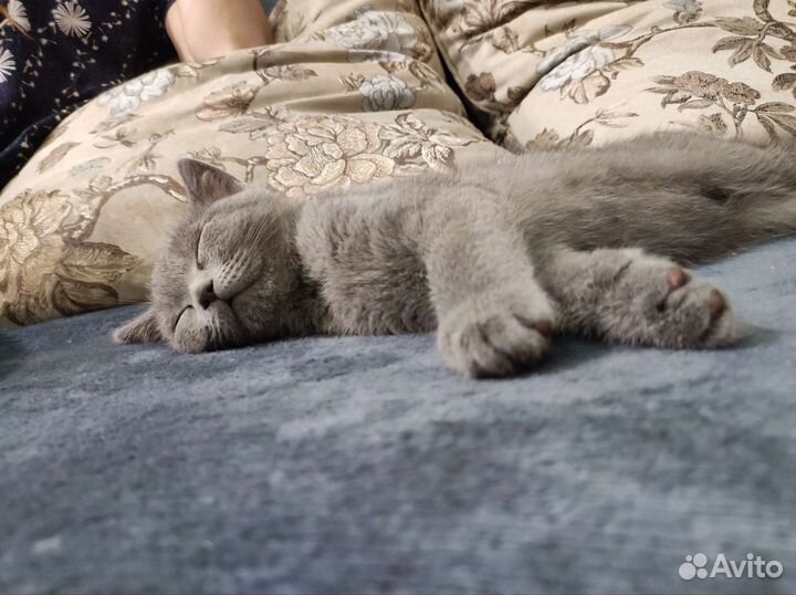 Британские котëнка