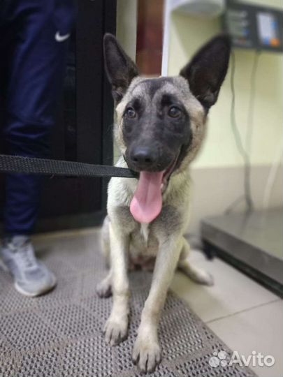 Щенок метис бельгийской овчарки