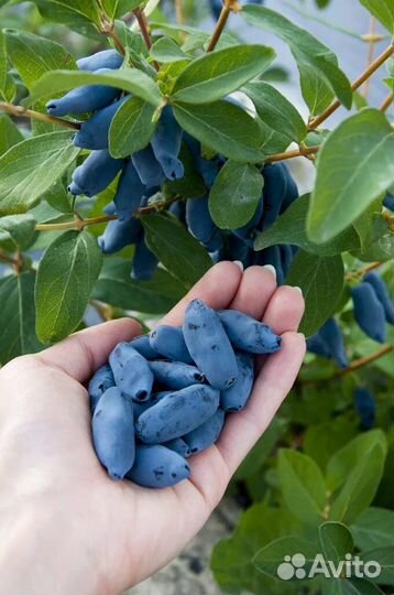 Саженцы жимолости