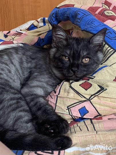 Британский котенок