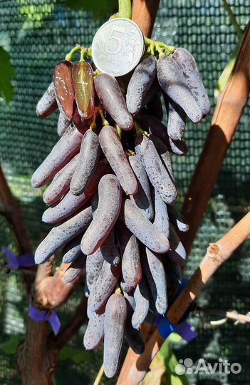 Саженцы и черенки винограда