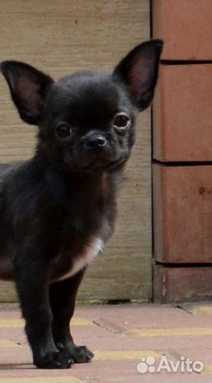 Чихуахуа мальчик Гш черный