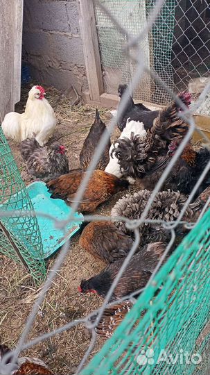 Бентамки,декоративные. Цыплята бентам и декор