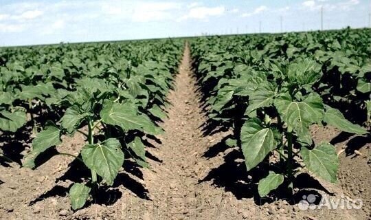 Гербицид Евролайтинг