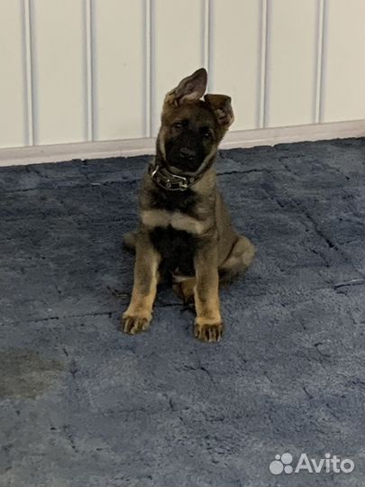 Вязка Кобель Немецкая овчарка