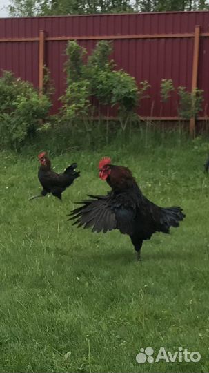 Молодки курочки и петушки Московская черная