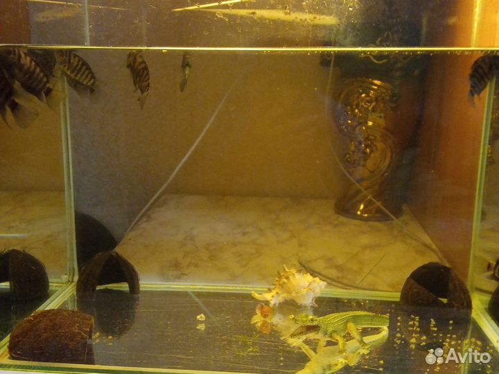 Аквариумные рыбки