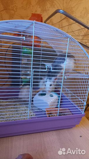 Клетка для крыс с крысами