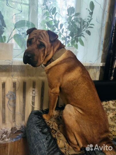 Шарпей вязка