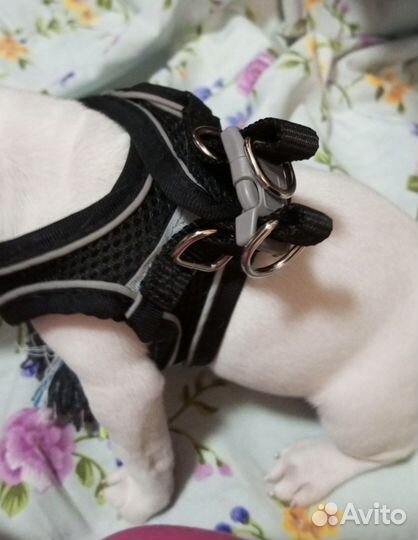 Шлейка для маленькой собаки