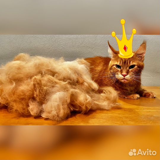 Стрижка, вычесывание, груминг кошек