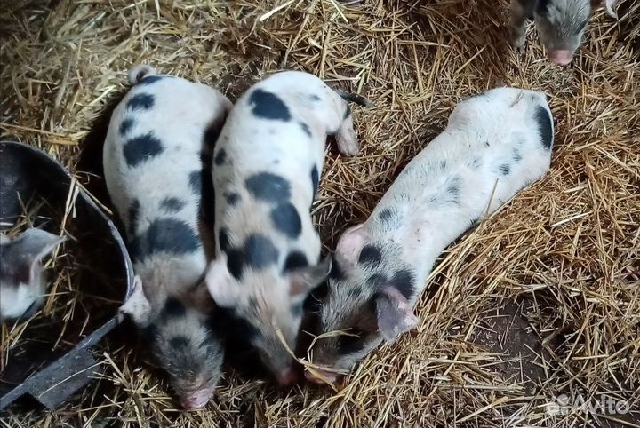 Продам поросят порода дюрок+ландрас